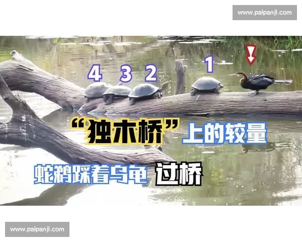 方便对决美丽死神视频背后效率与极致美学的终极较量价值观碰撞